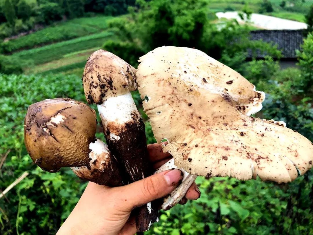  斗鸡|就问你晓得仁寿“斗鸡公”不？