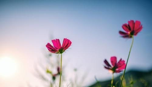 金钱|杨澜：能够维系婚姻的，从不是孩子，更不是金钱