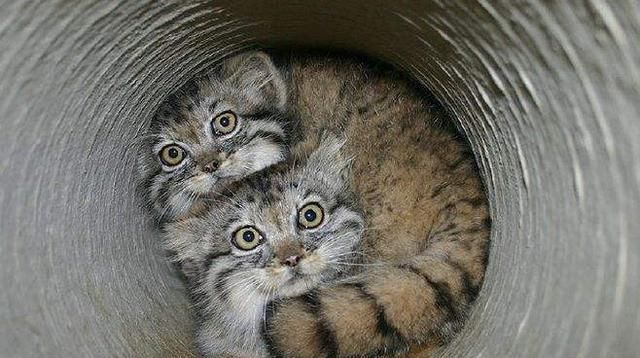  居住区|这种栖息于无人居住区的猫科动物，猫头鹰脸，表情丰富走红网络