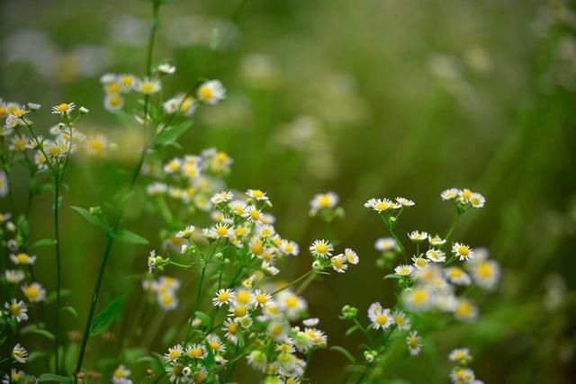 花海|你去过了吗？朝天李家这片白色花海又成网红，宛如一幅美丽画卷！