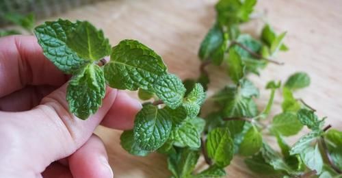 三大|风味大不同?认识三大香菜:芫荽、鸭儿芹、香芹