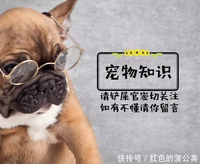  山东细犬|奇特的本土狗，不止有田园犬，藏獒和这几种比起来都不算什么