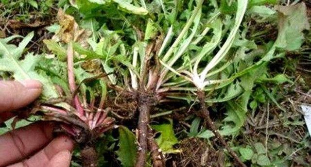  肝毒|它被称为“肝脏解毒王”，每天吃一点，体内肝毒排光光！