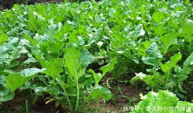 根茎|叶子比根茎好吃,含钙量是牛奶的3倍,好多人不知道,扔掉好可惜