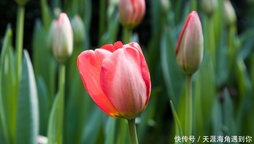 生肖|未来一周,喜鹊欢喜,桃花庇护,前任变真爱,爱情重新来过四生肖