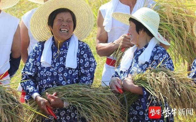  机农业|精彩纷呈“稻香节”戴庄“越光大米”将通过冷链物流运上宁镇市民餐桌