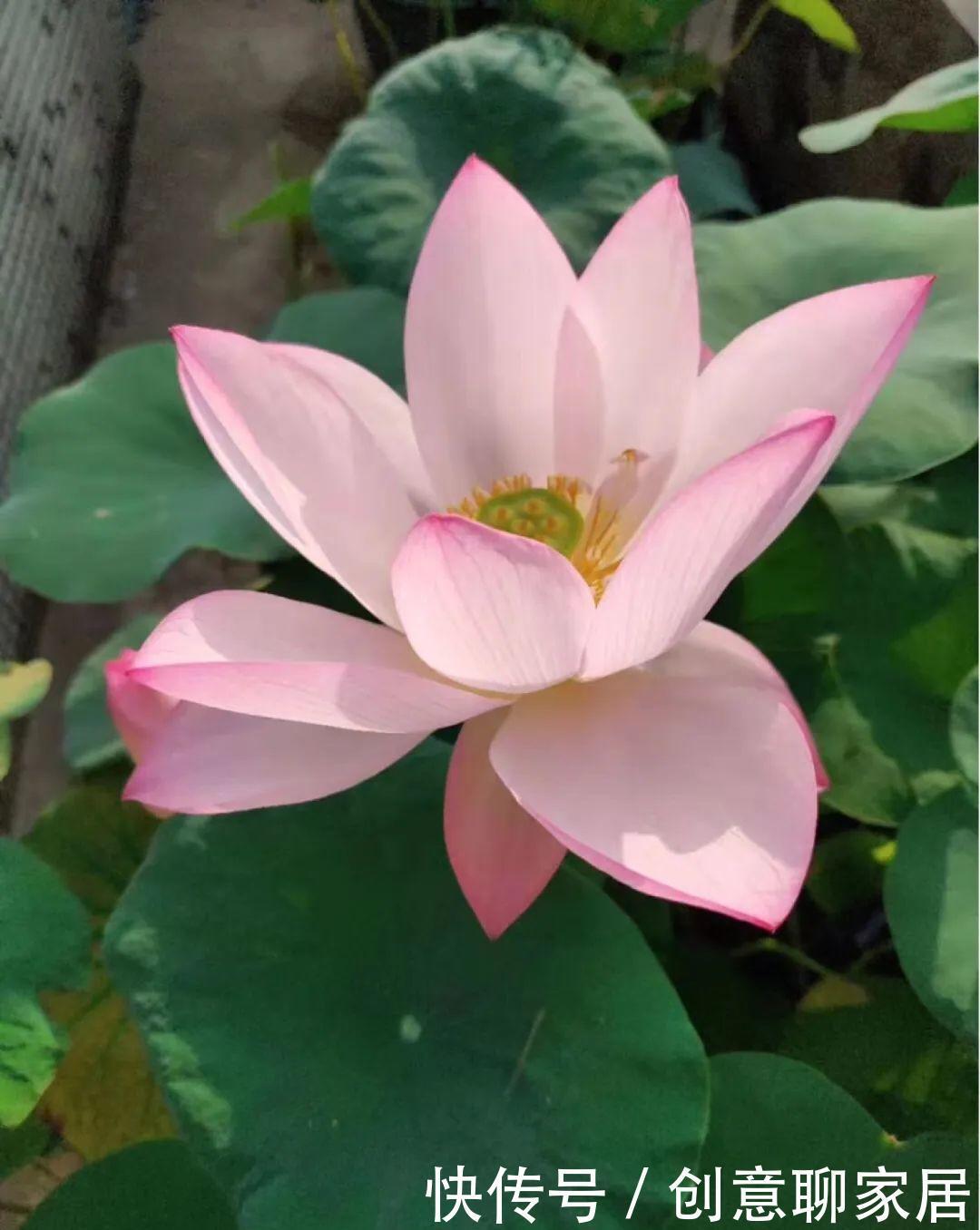  绿萝|绿萝还好养的花，整盆丢水里，泡3天也不会死！