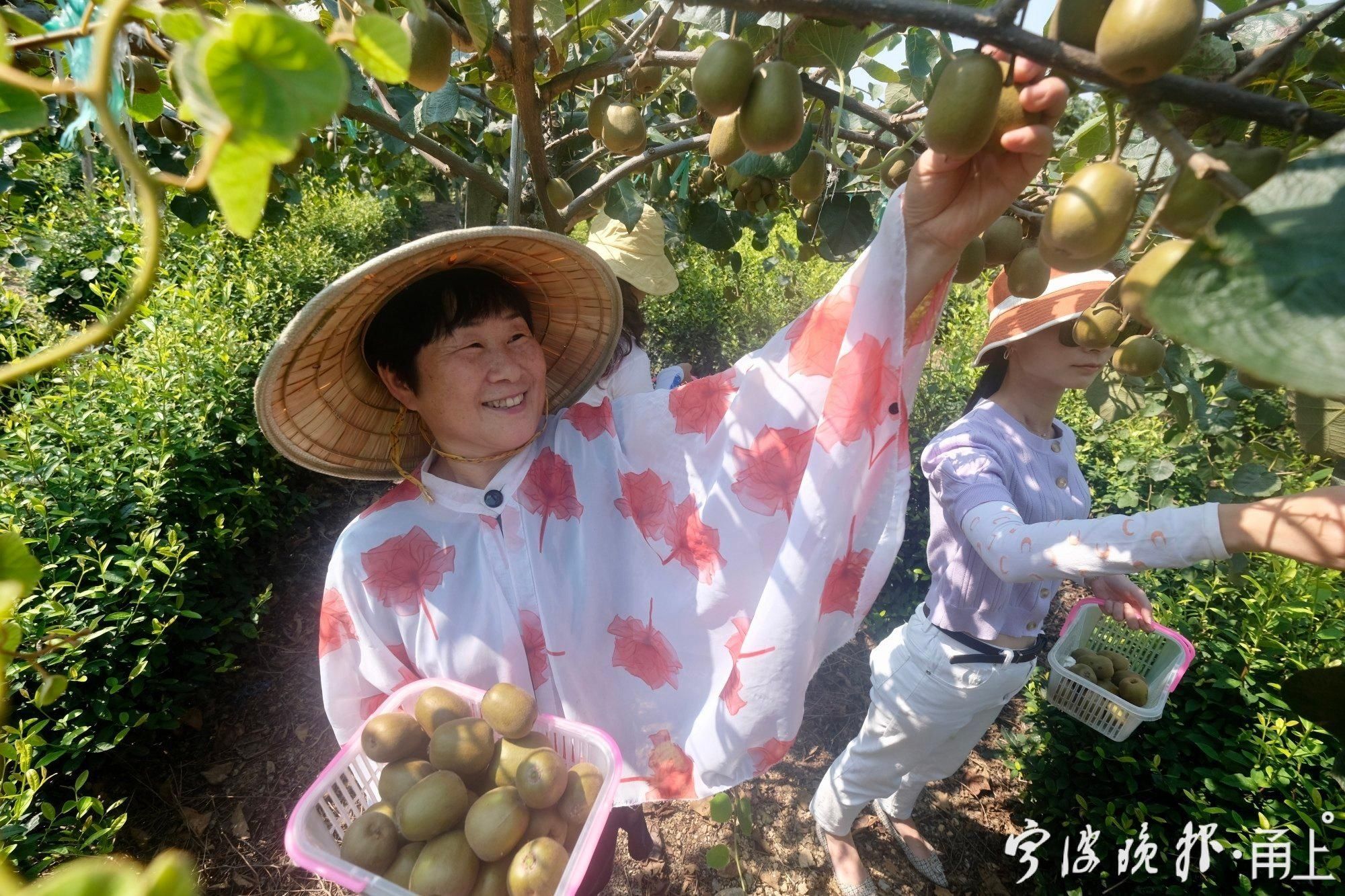 挑法|宁波人超爱的这种水果上市啦！挑法和吃法太有讲究