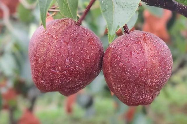  彩虹梨|这款“天然矿泉水”现在正当季！脆甜爽口会爆汁，馋到舔鼻尖的解暑好物~