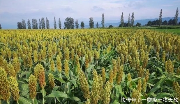  要注意|高粱出苗不均匀，叶嫩苗壮，可以栽补吗？如何起苗？如何栽补