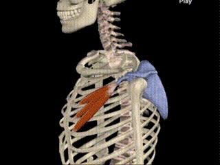 角度|赵丽颖的吸睛锁骨,光靠瘦还不够…...