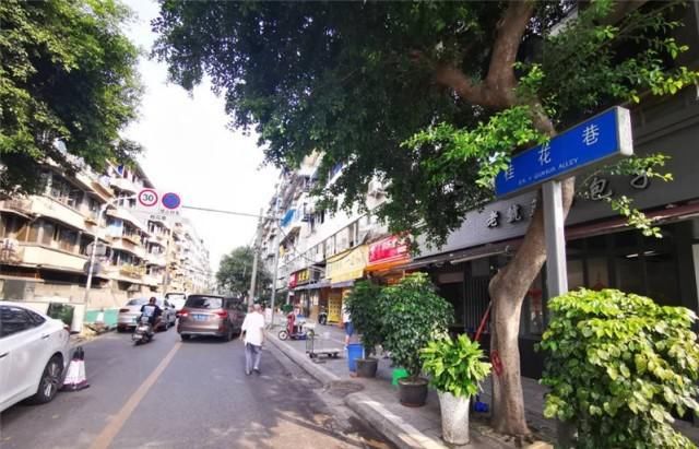  巷里|桂花巷里砍光桂花，这得和满街居民多大仇恨？