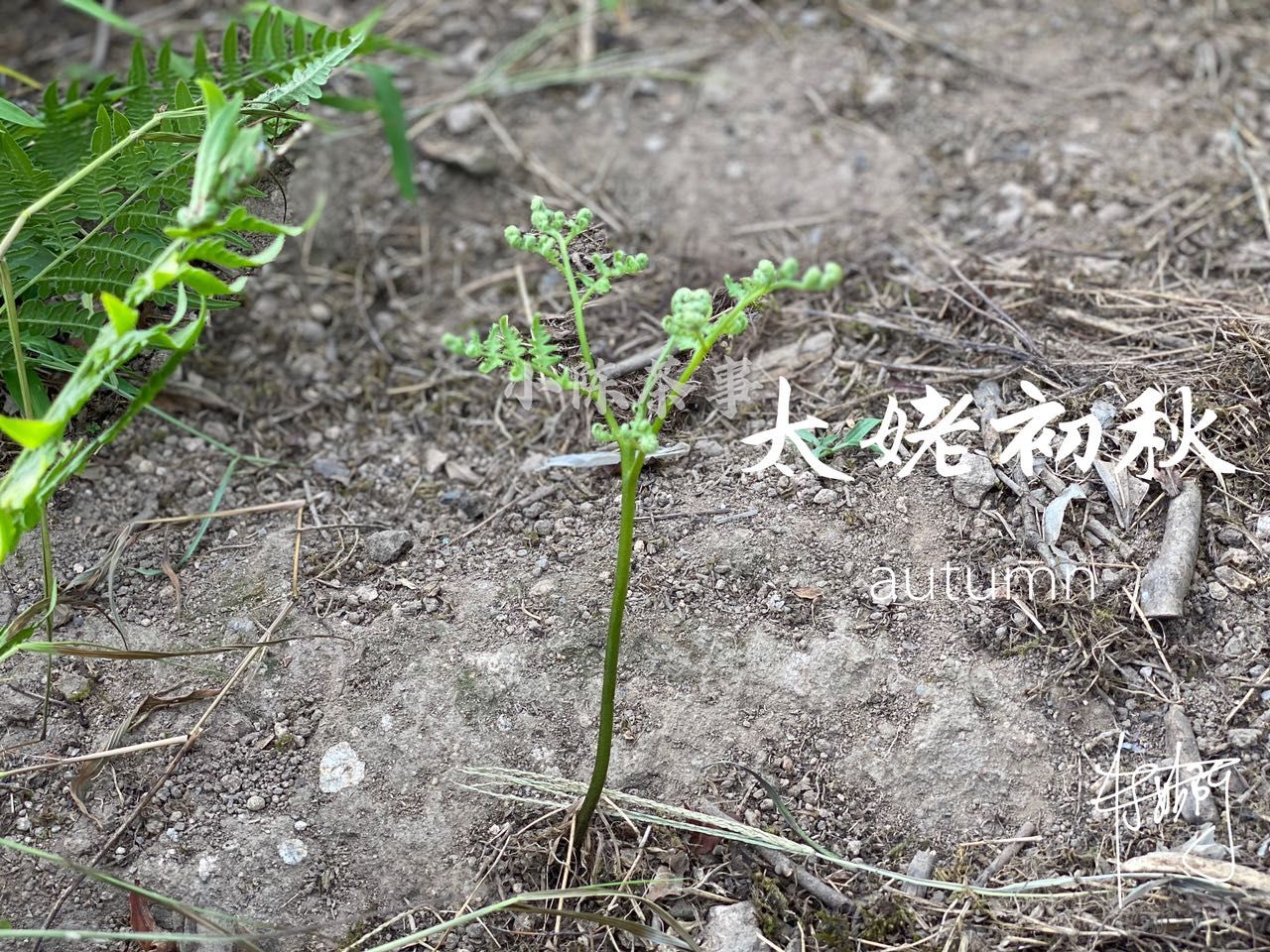 内幕|早上市的秋白茶，你敢买吗？看完这四个内幕，茶友们都握紧了钱包