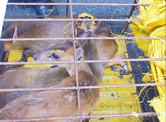 湘东区人民|判了！一男子非法捕猎野生动物，结果…