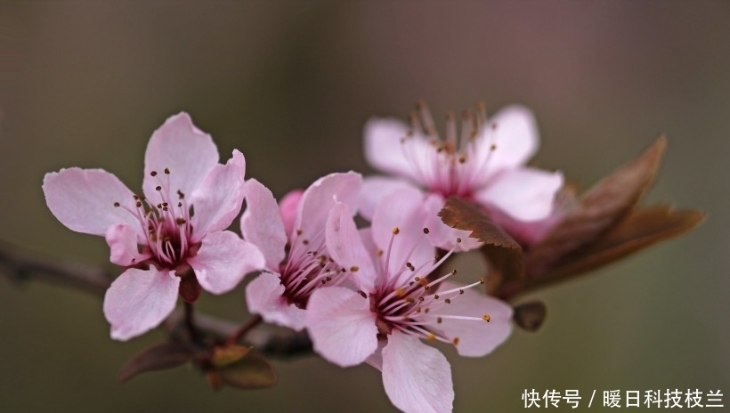 中旬|7月中旬,花漾春季,偶遇良缘,彼此含情脉脉的四大生肖!