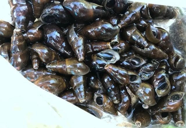 美味|客家山间这种美味,叫人欲罢不能