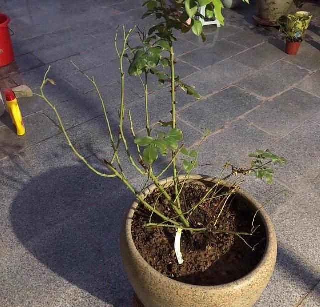  新芽|花养成光杆司令，赶紧这么救，3天冒新芽