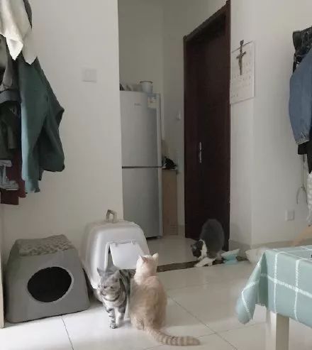  姿势|猫咪拉粑粑的奇葩姿势，忍住不要笑，铲屎的要面子的啊