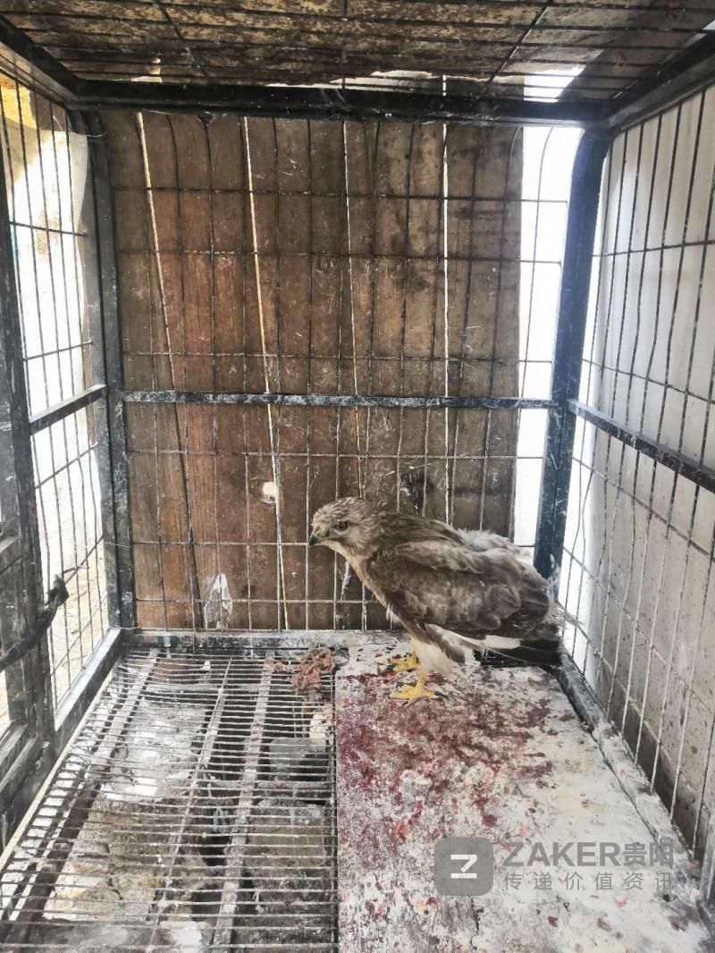 抓获|贵州赫章森林公安破获多起非法捕杀珍贵野生动物案 抓获3人