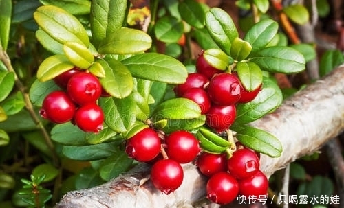 云莓|三种芬兰的水果,蓝莓、越橘、云莓,常吃对身体很好