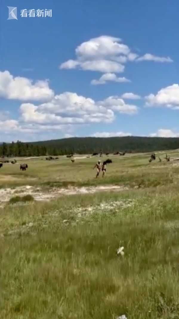  逃跑|野牛突然发狂直奔而来 女子逃跑时摔倒装死自救