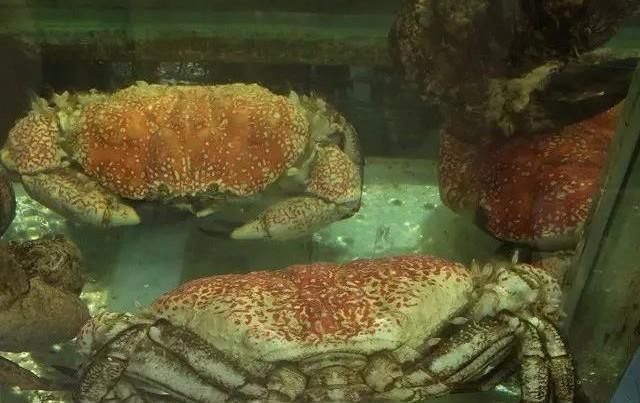 海鲜|世界上65种珍奇海鲜,贝爷都不敢说全部吃过,你吃过几种