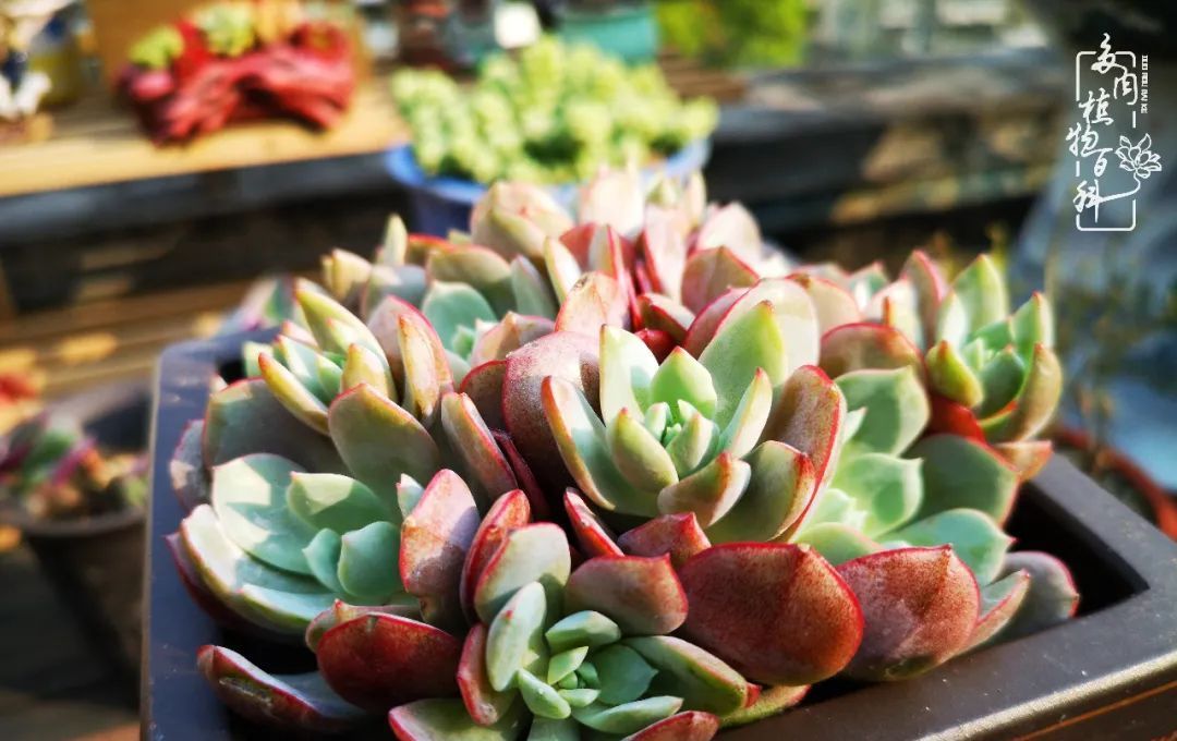  萌化|当粉粉的多肉捧在手心，我体验到了什么叫“萌化了心”