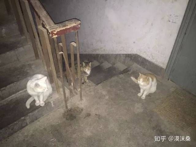  猫会|流浪猫会不会羡慕宠物猫？会！