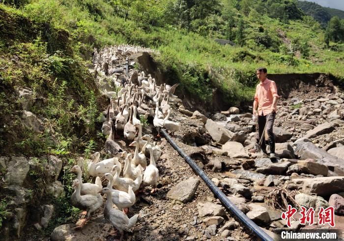 聪明|帮扶队员在凉山：测绘员当起“鹅司令” 搞产业“上阵父子兵”