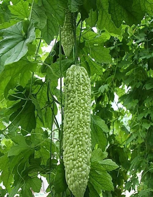 石勒|菜蔬不分贵贱,能吃就是好菜,看中国籍洋蔬菜有何古代来历