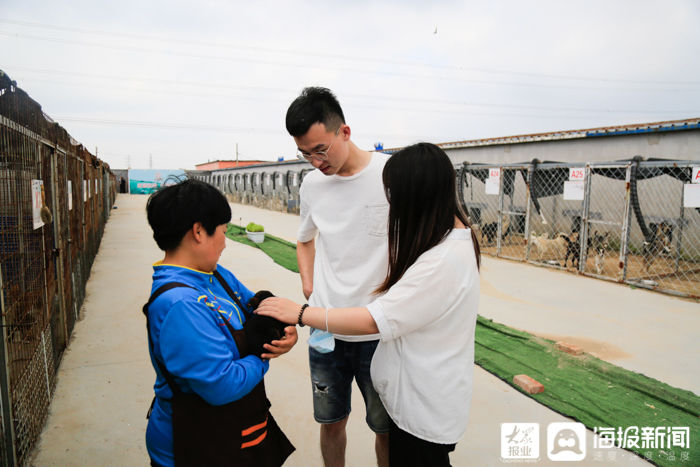  工作人员|被收容的犬只去了哪？探访东营市犬只收容救助留检所