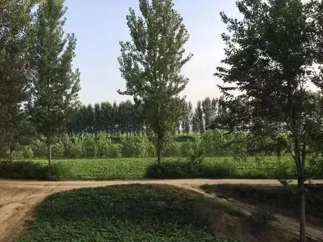  玉米地|东明老家玉米地里看到的一幕，令人......