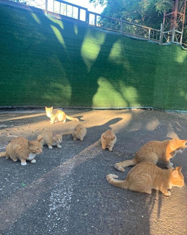 金刚|【看图配话】森林公园小橘猫们，七个金刚葫芦娃