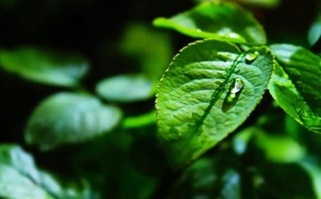 季节的茶|秋茶和春茶有什么不同？