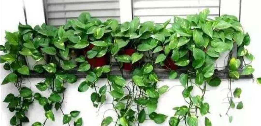 环境|为什么说“一棵绿萝七个鬼”绿萝养在家里到底好不好