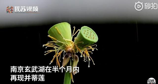  玄武湖|南京玄武湖连续出现2株并蒂莲，无法人工复制极为珍贵