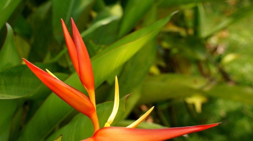  喜事|7月22日开始，4大生肖运势只增不减，好运上门，喜事临头！