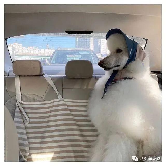 主人|主人在沙发上看电视，巨贵一屁股坐在跟前：看什么电视，我不香吗？