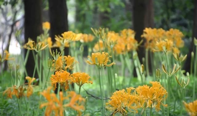  石蒜|申城公园石蒜花“乘风破浪”后，绽开笑颜进入花期