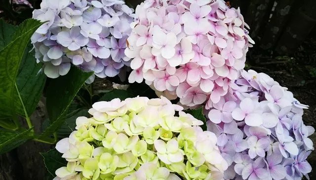  良缘|把握良缘, 明后年能与心上人喜结良缘的生肖