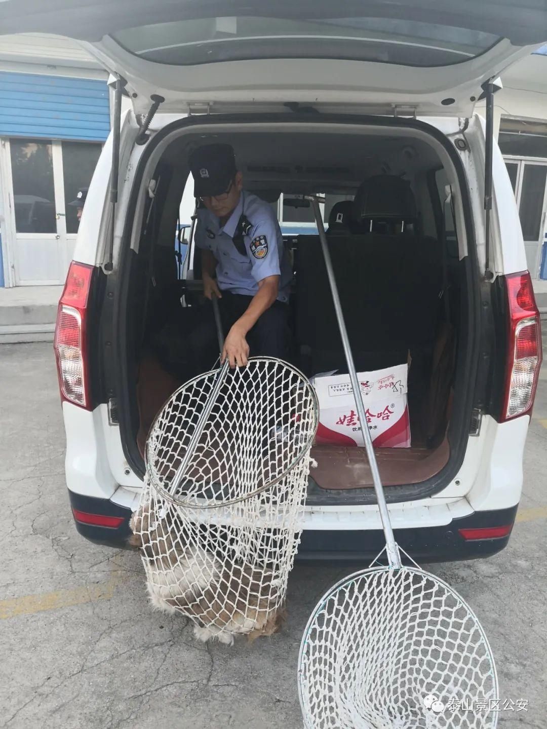 养犬行为|景区：整治“不文明养犬”景区分局一直在行动