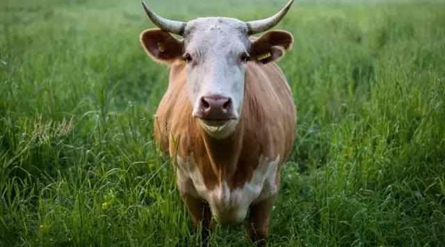  农业|菜吧：我相信有机农业的存在