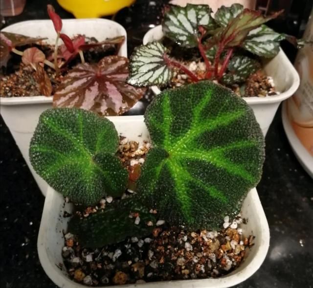 花赏|总是抱怨秋海棠难度夏，不如扦插备份，从夏季开到早秋