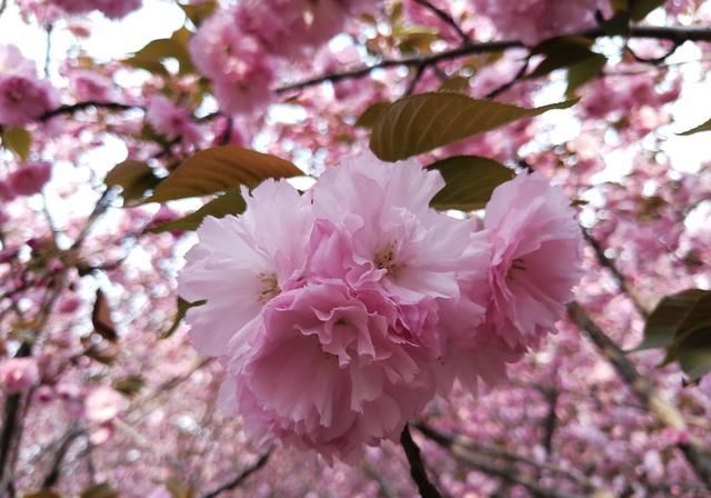  付出|在8月份，为爱坚持，一心付出，不求回报的三大星座