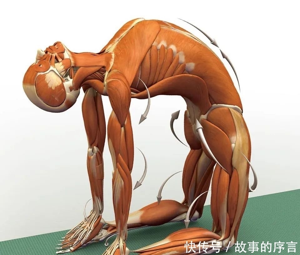  正位|28个常见瑜伽体式解剖图，正位、发力一目了然（收藏级！）