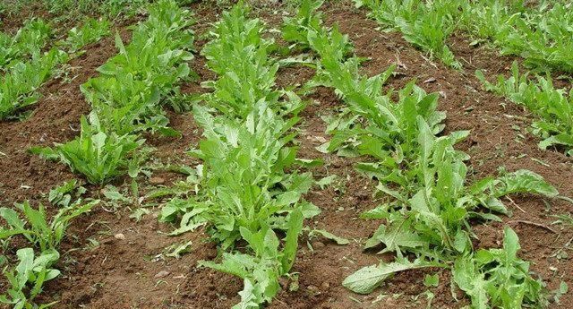  肝毒|它被称为“肝脏解毒王”，每天吃一点，体内肝毒排光光！