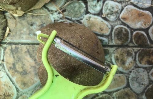  椰子|它是“维C之王”，皮肤黑要多吃，抑制黑色素生成，扔了太可惜