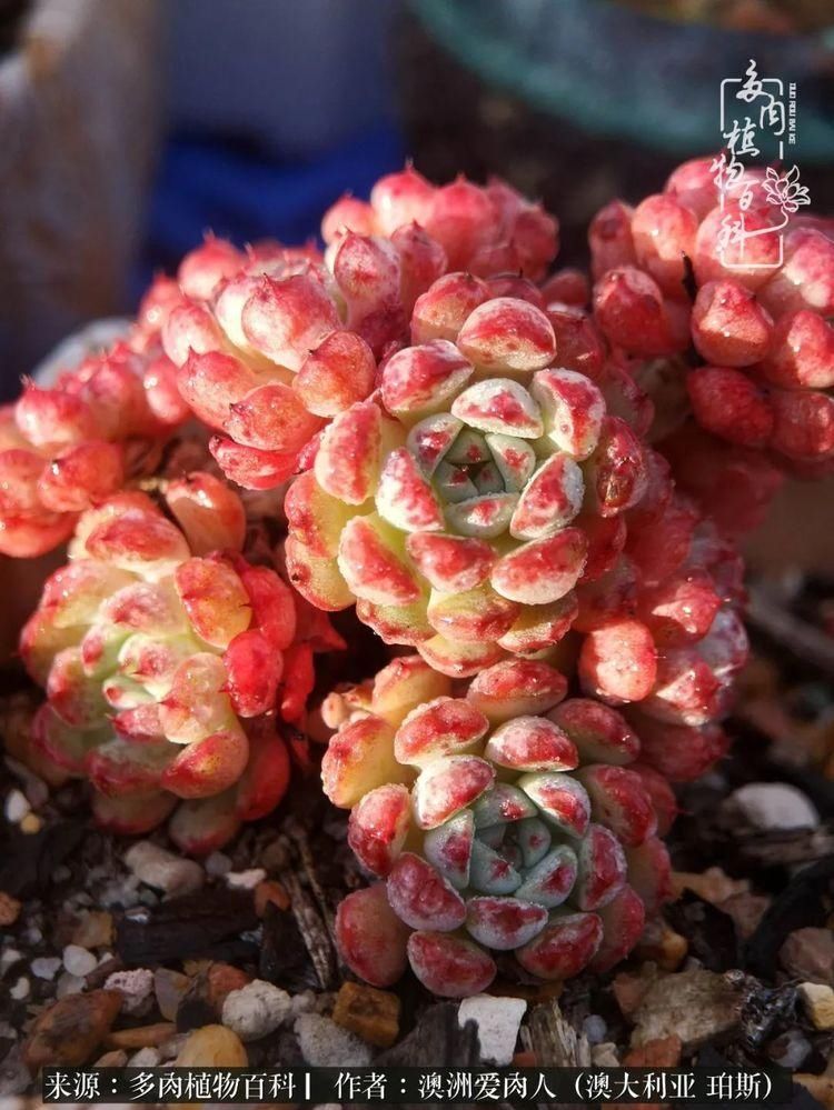 血放|多肉让你把血放，文玩掏空你家当，你要在哪个坑里乘风破浪？