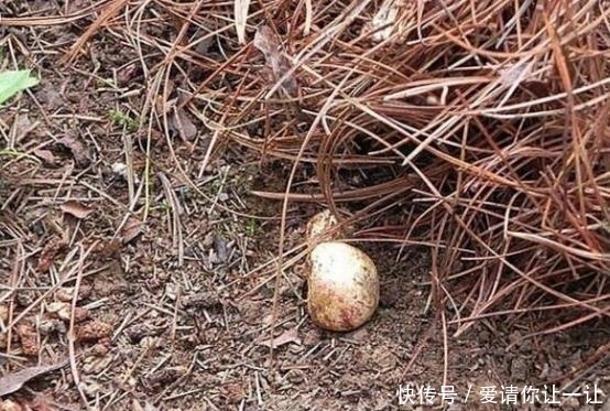 松针草堆|大爷在草堆里发现一堆“白色石头”，仔细辨认后，笑得合不拢嘴