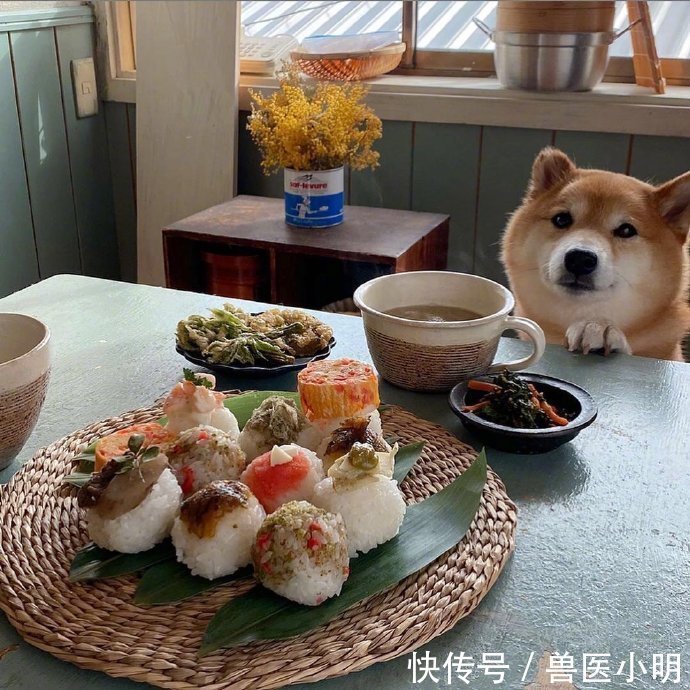 吃饭|女子每次吃饭,餐桌旁总会“长”出一颗狗头:再看就把你吃掉